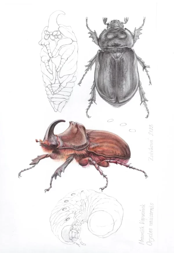 Nosorožík kapucínek - Oryctes nasicornis(Linnaeus, 1758)