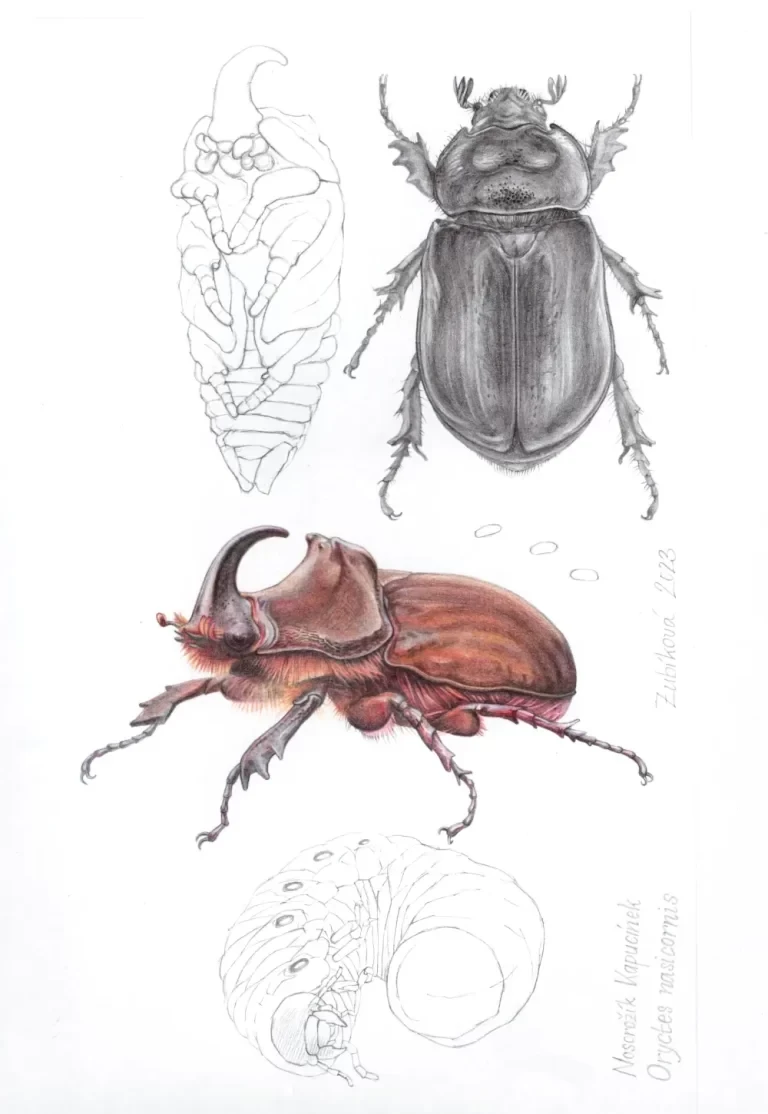 Nosorožík kapucínek - Oryctes nasicornis(Linnaeus, 1758)